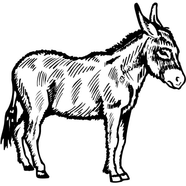 BURRO006 Thumbnail