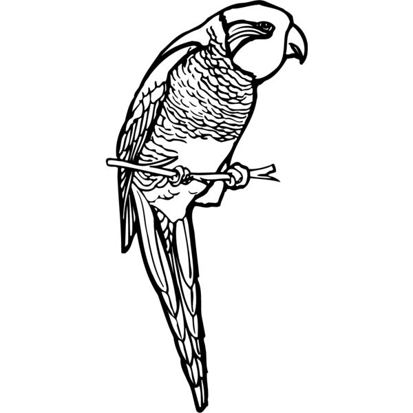 BIRD013 Thumbnail